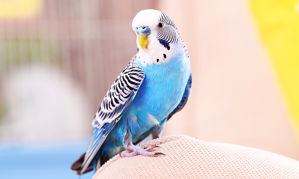 Budgerigar