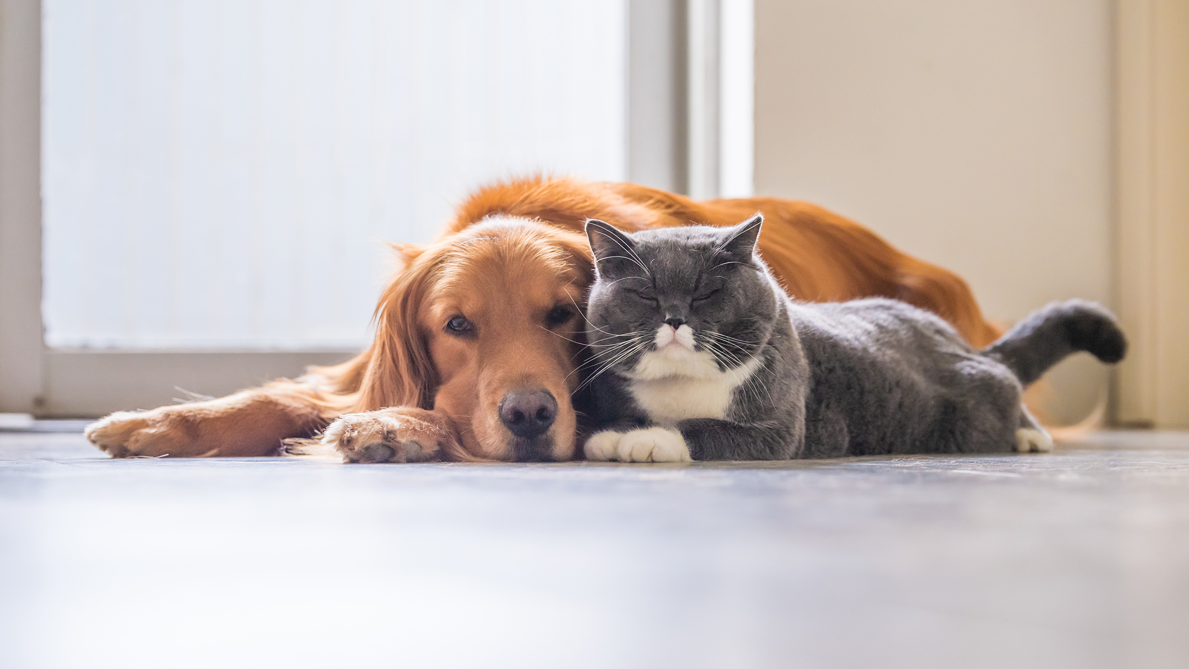 Cat and Dog