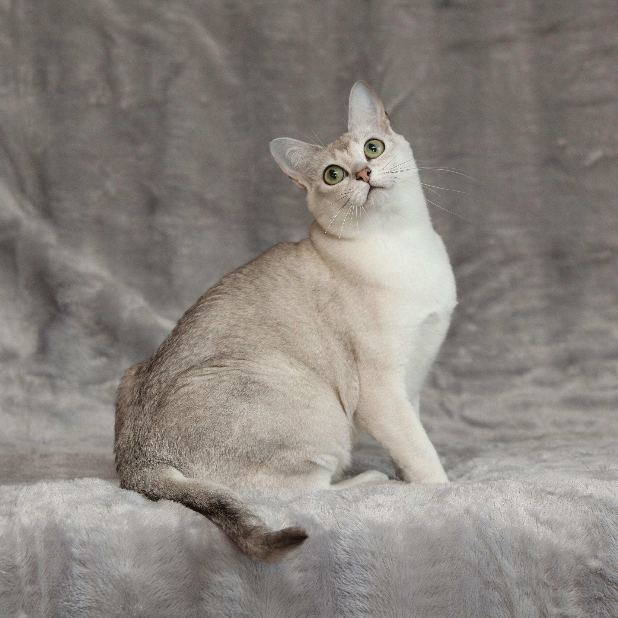 Burmilla