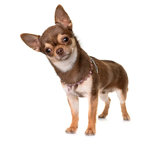 Chihuahua