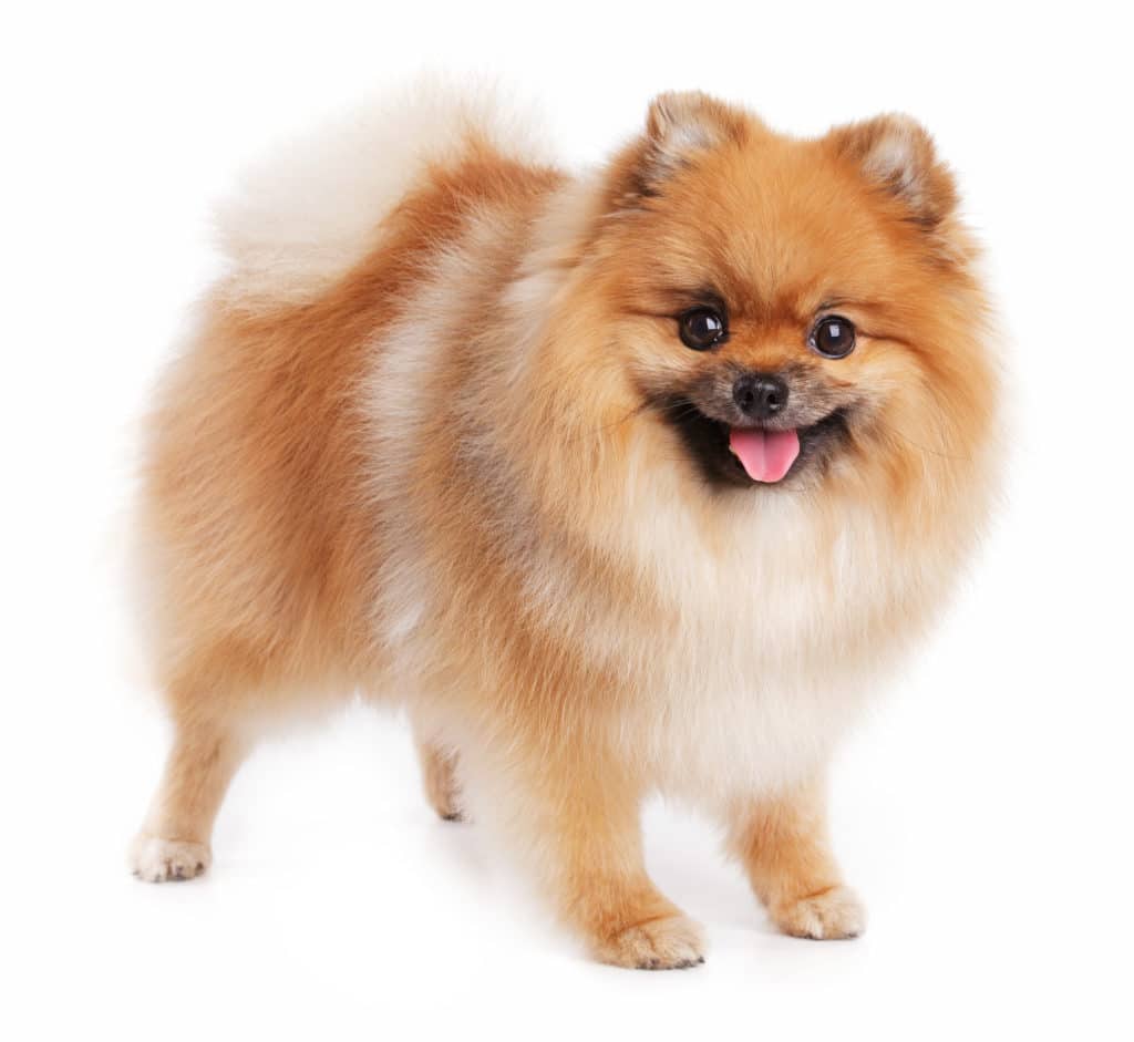 Pomeranian