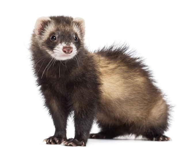 Ferret