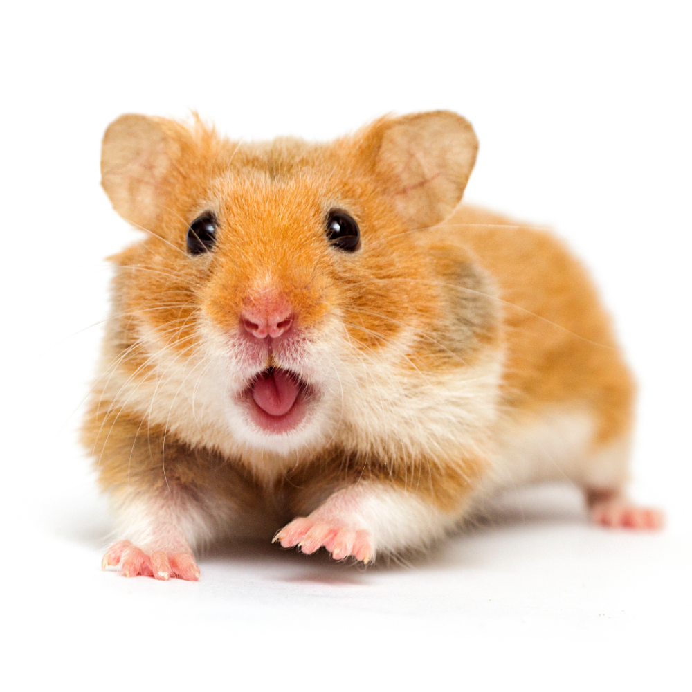 Hamster