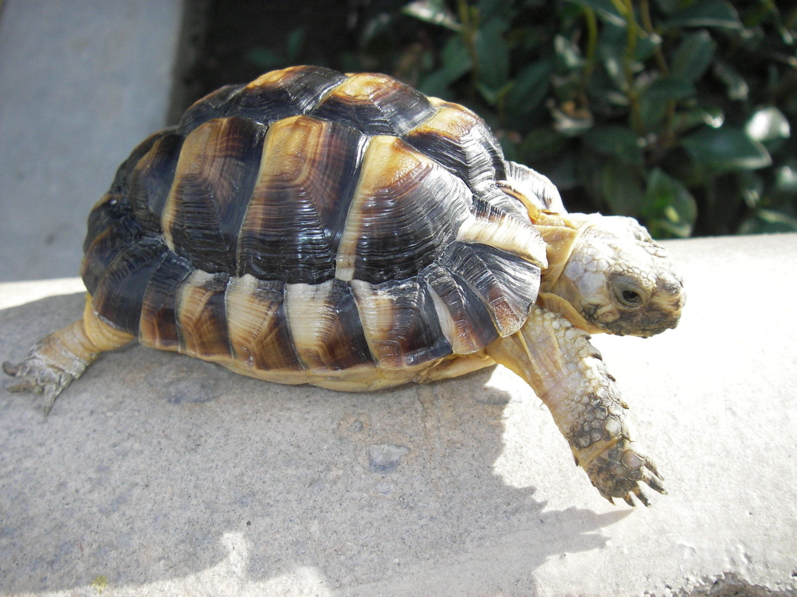 Tortoise